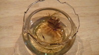 めだか室内飼育