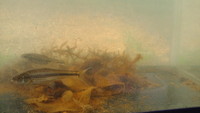 魚捕りと水槽掃除