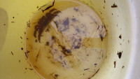 玉網で魚捕り