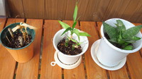 観葉植物の植え替え