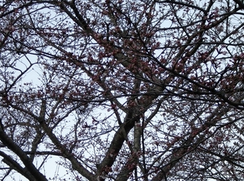 2011　お花見キャンプ♪