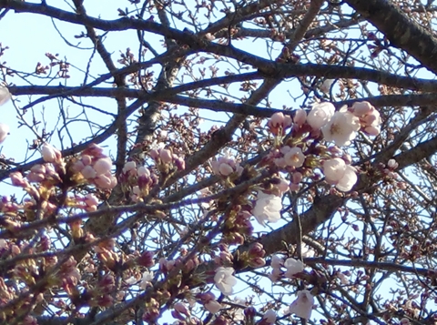 2011　お花見キャンプ♪