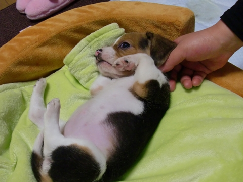 犬と戯れる日