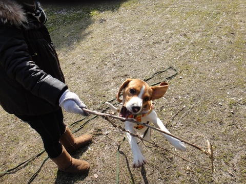 犬と戯れる日