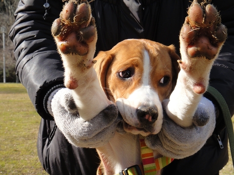 犬と戯れる日