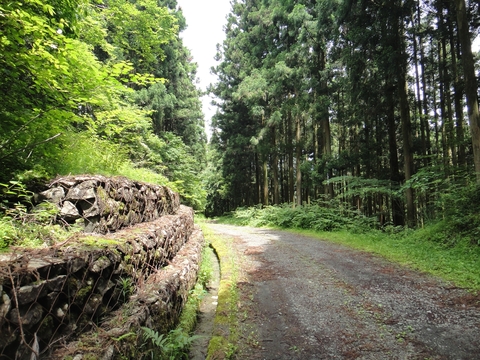 ハンターカブで行く！中津渓谷　林道編