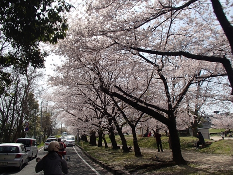 松山カブス　お花見キャンプ2013