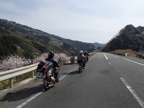松山カブス　お花見キャンプ2013