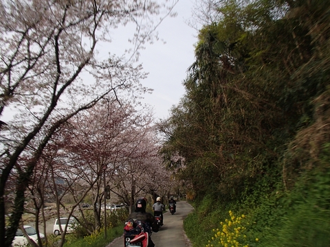 松山カブス　お花見キャンプ2013