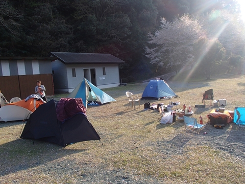 松山カブス　お花見キャンプ2013