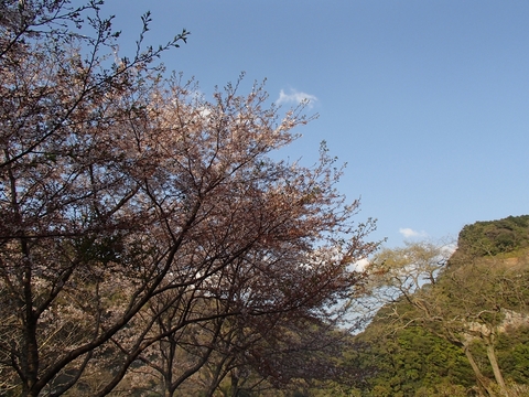 松山カブス　お花見キャンプ2013