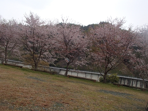 松山カブス　お花見キャンプ2013
