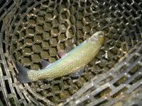 FISH-ON！王禅寺その２
