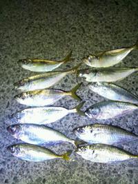 アジング調査♪ 2013/09/24 08:32:19