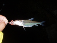 うなぎ釣り　結果報告！