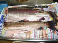 遅い夏休み　in　足柄CA＆開成FS　（刺身編）