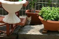 可愛いおきゃくさん 2009/06/19 11:24:30