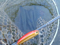 プラグで楽しむ管釣り2 2011/12/22 00:00:10