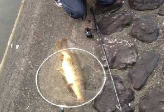 Carp　Fishing