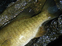 first-fish