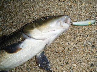 ちょいのま琵琶湖
