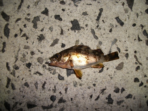 夜の部