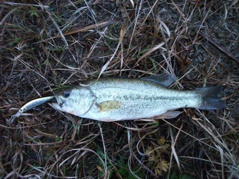 セコ釣り
