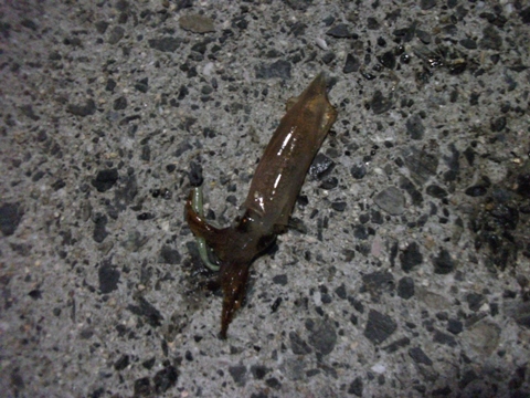 強化週間