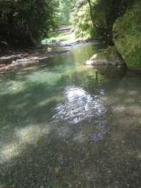 川遊びと川の生き物