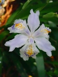 新緑の満観峰 Vol.2