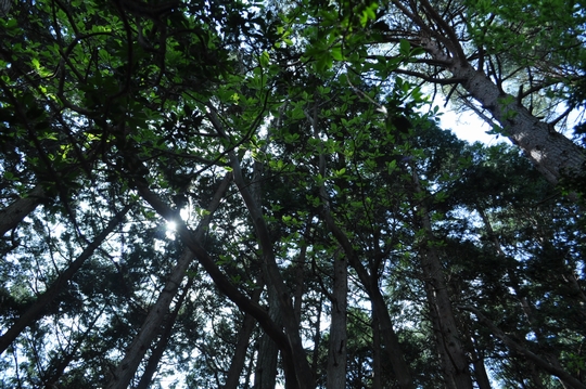 れっつ　ごぉ　登山！　　at　高見山