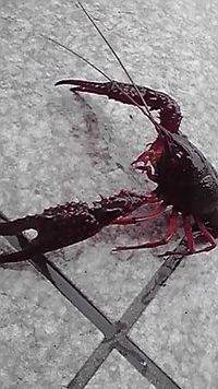 今日はザリング!! 2010/06/27 14:51:29