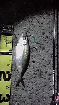 アジゲット! 2010/08/07 23:35:09