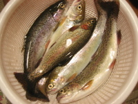 餌はクロカワ虫で 2007/04/07 23:52:53