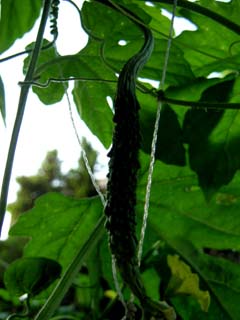 夏野菜２００７　（ゴーヤ雌花）