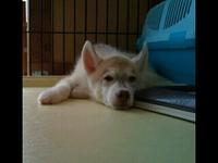 何かに似てる 2011/08/07 12:51:27