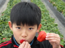 栃木でいちご狩り＆みかも山公園ハイキング