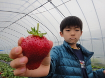 栃木でいちご狩り＆みかも山公園ハイキング