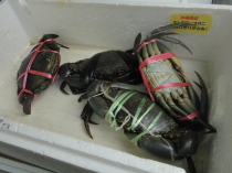 やっと沖縄に行ってきました♪