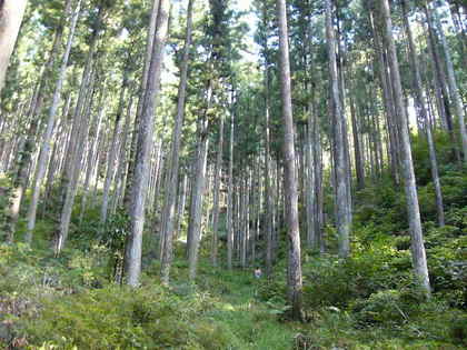 根古屋森林公園キャンプ場（栃木県佐野市）