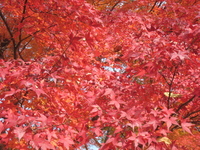 京都へ・・・・・・・(^_^)v 2010/11/30 16:50:23