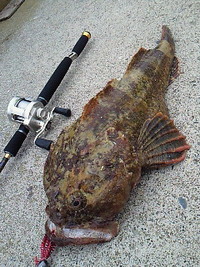 海底の怪物！？ 2010/06/06 20:32:03
