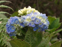 大野山アルプスランド