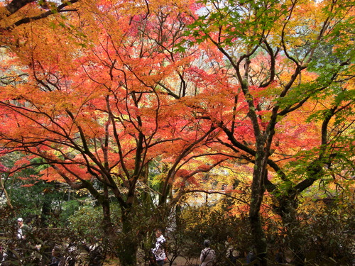 紅葉　室生寺