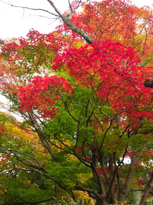 紅葉　室生寺