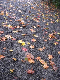 紅葉！正暦寺