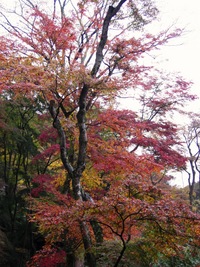 紅葉！正暦寺