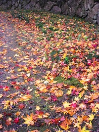紅葉！正暦寺