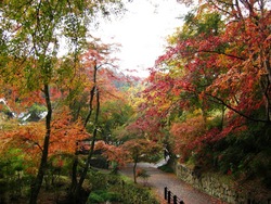 紅葉！正暦寺