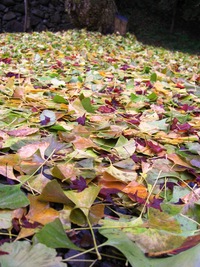 紅葉！正暦寺